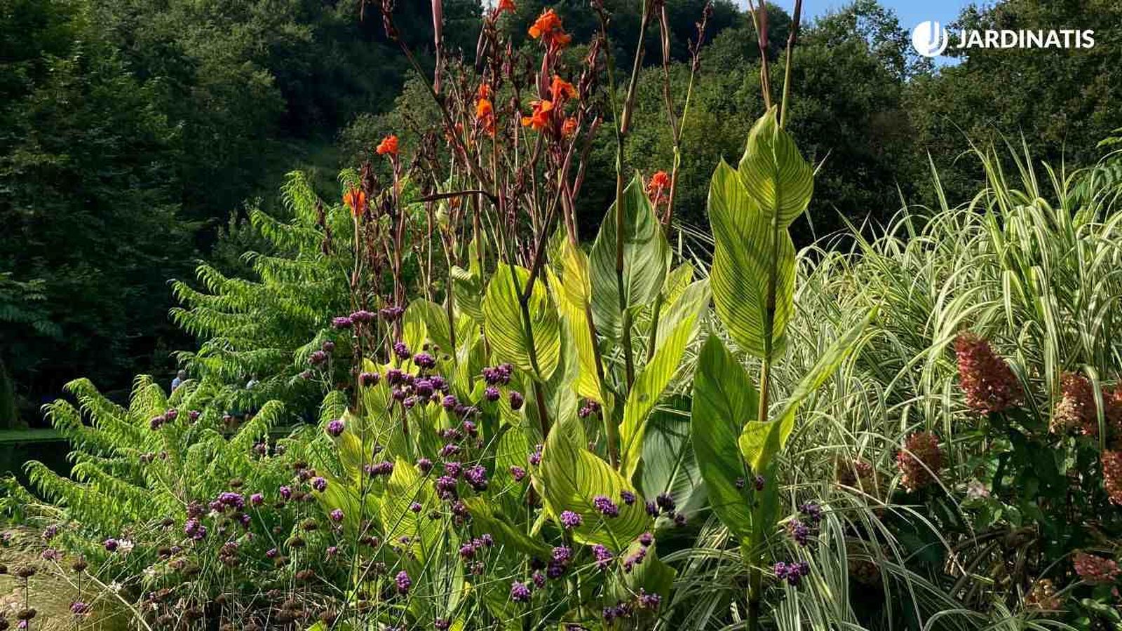 Las plantas